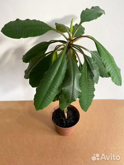 Молочай (эуфорбия)