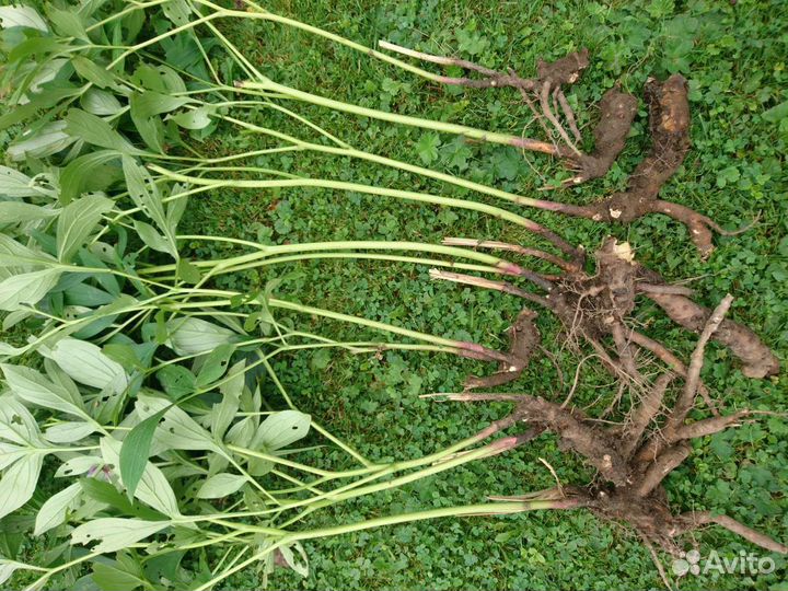 Пион Сара Бернар