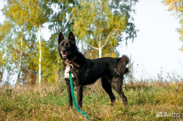 Метис лайки в добрые руки