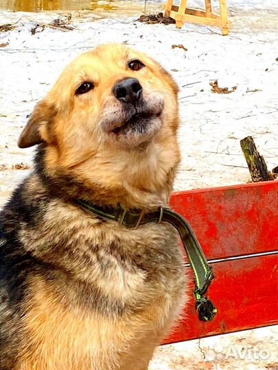 Собака Мурсенька бесплатно