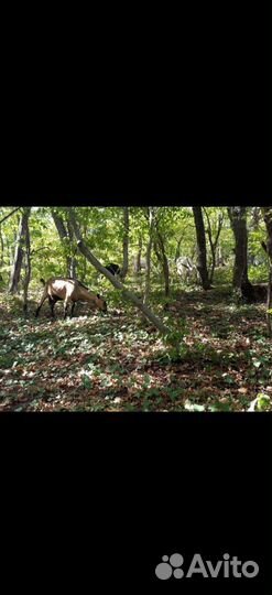 Натуральное козе молоко