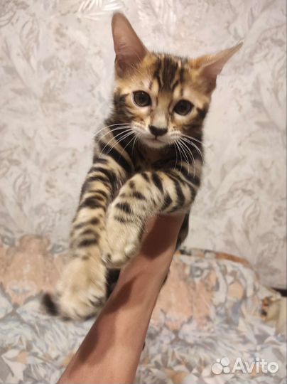 Бенгальская кошка