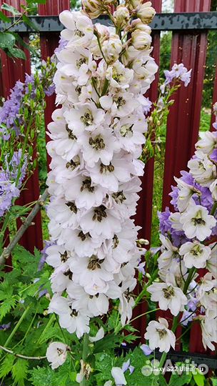 Дельфиниум