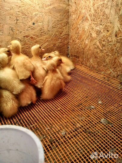 Утята бройлеры Star-53