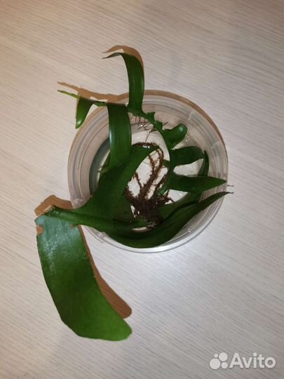 Эпифиллум Маринера за донейшн