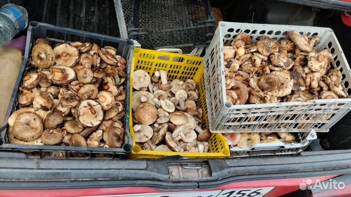 Грибы свежие