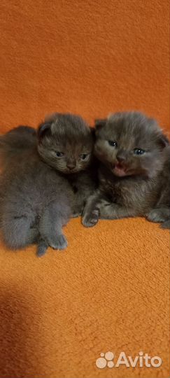Котята