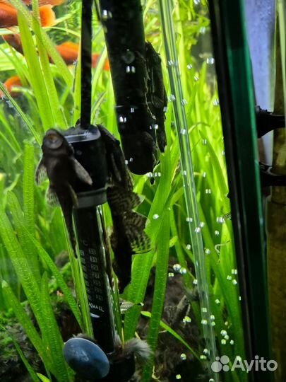 Сомы анцитрусы