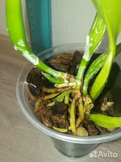 Орхидея каттлея Lc. Canhamiana var. coerulea