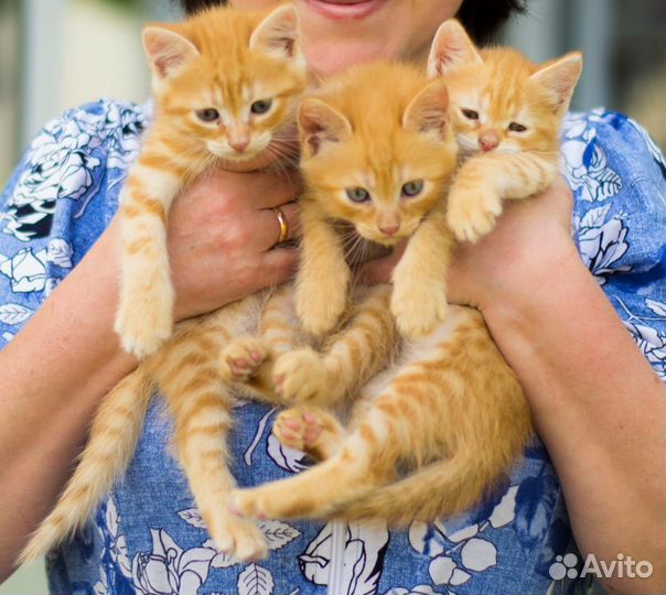 Котята в добрые руки