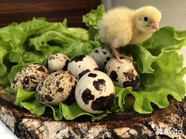 Продам перепелят