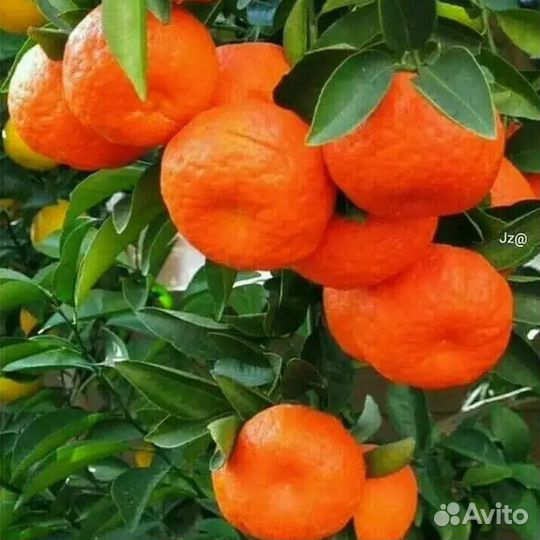 Экзотические растения