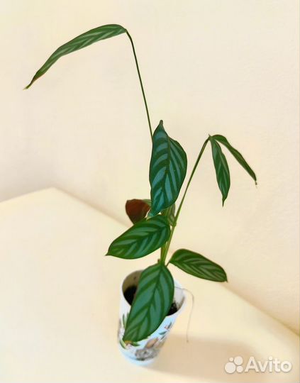 Комнатные растения Goeppertia