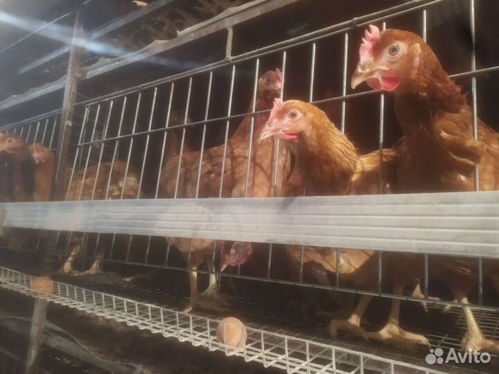 Куры Несушки