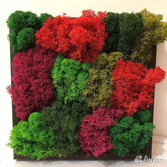 Стабилизированный мох