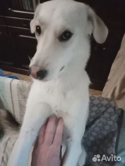 Выгул собак, передержка собак и кошек, зооняня