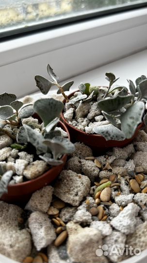 Суккулент kalanchoe