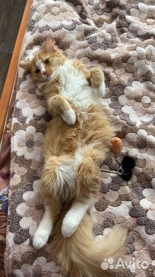 Отдам кота, только в хорошие руки