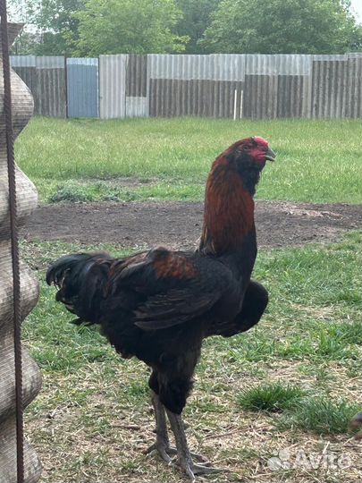 Гергебильские куры, цыплята