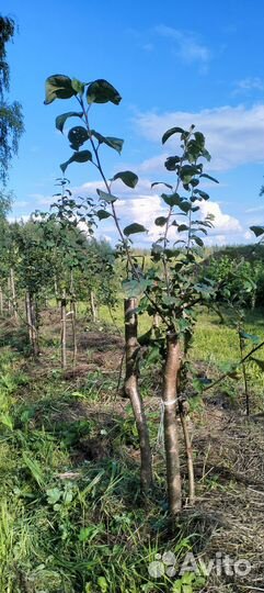 Саженцы Яблонь