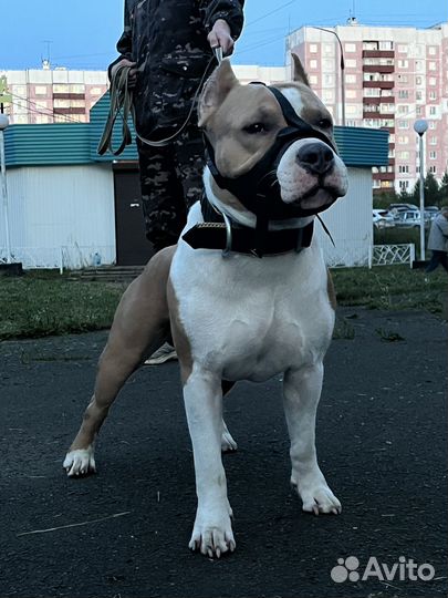 Стаффордширский терьер вязка