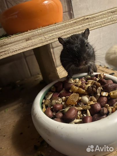 Песчанки отдам