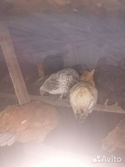 Продам курей
