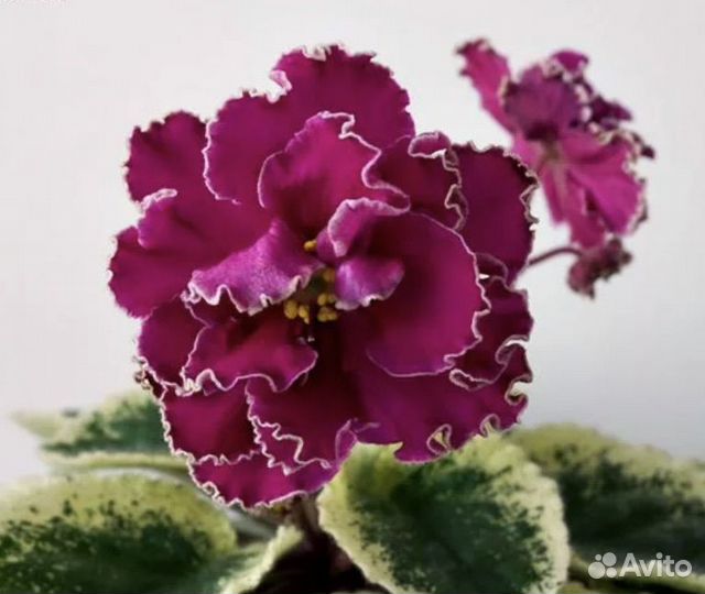 Листочки сортовых фиалок