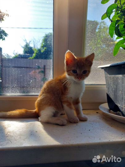 Котята 2 месяца