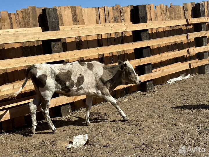 Крс 6 голов 2хлетки и 4 голов 9 10 месяцев