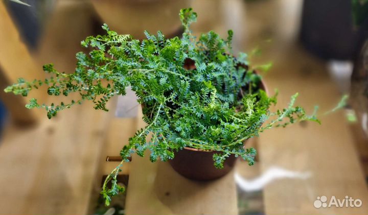 Селагинелла унцината Selaginella uncinata