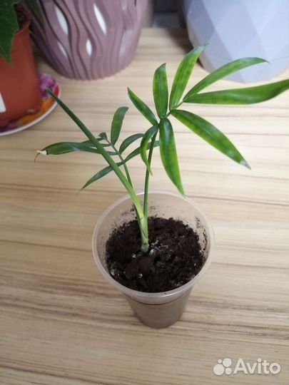 Хамедорея элеганс