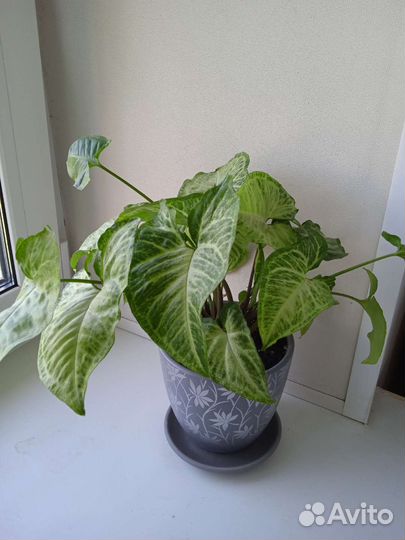 Сингониумы