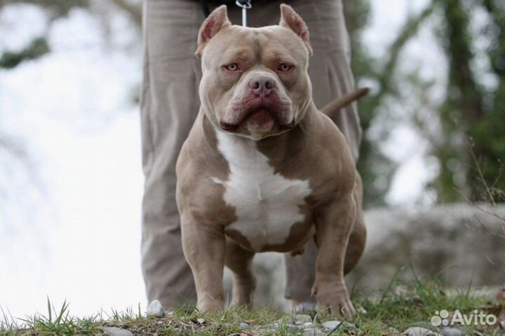 Американский булли