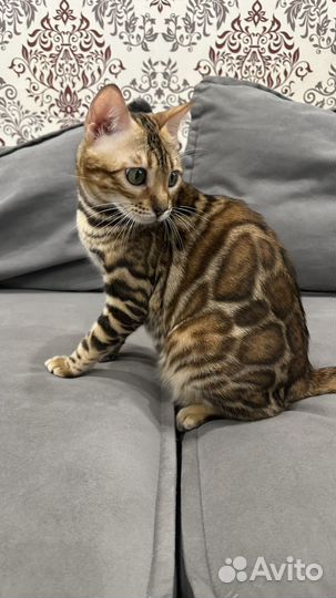 Бенгальская кошечка