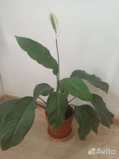 Спатифиллум