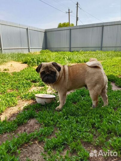 Золотые мопсы