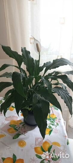 Спатифиллум