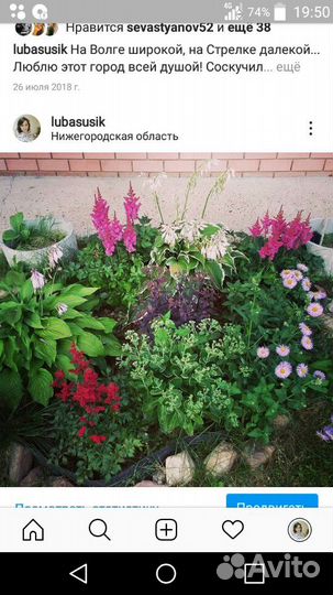 Цветы для сада/дачи