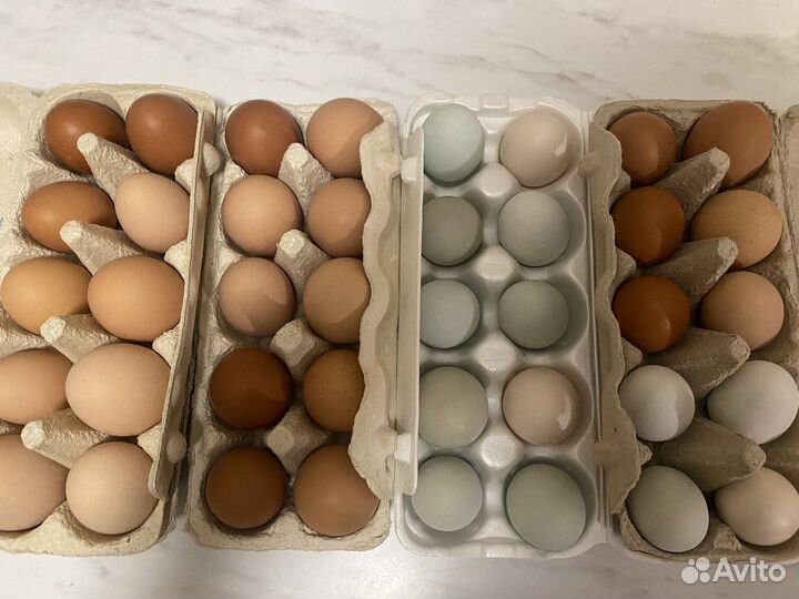 Домашние куриные яйца