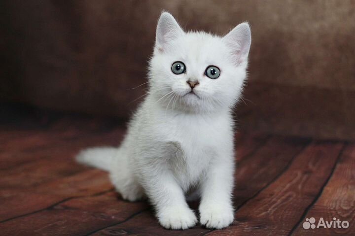 Серебристый мальчуган