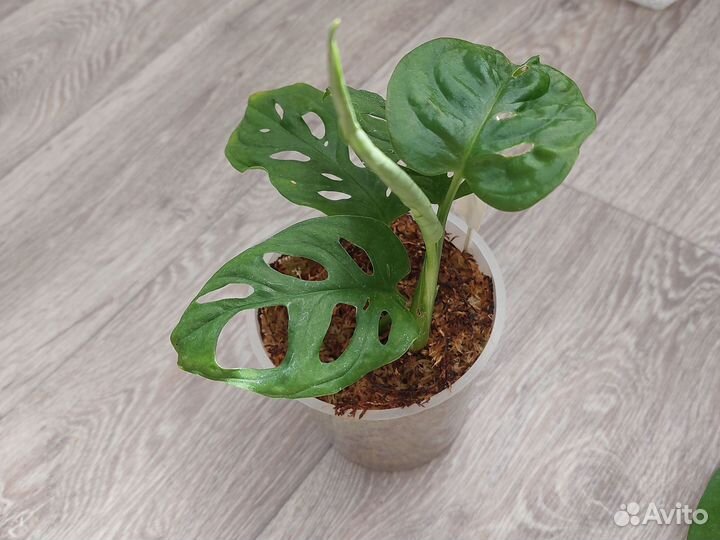 Растения сциндапсус, эпипремнум, монстера