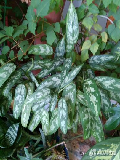 Цветы в горшках