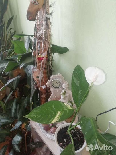 Спатифиллум