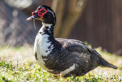 Самец индоутки