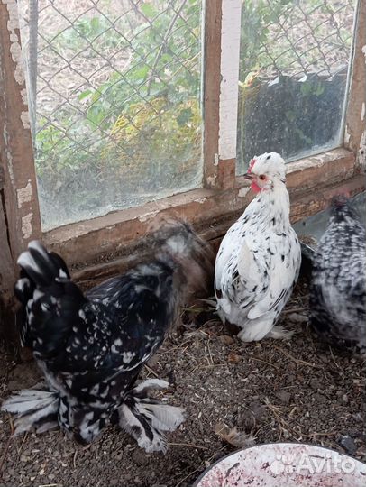 Карликовые куры