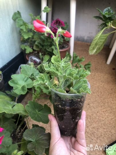 Пеларгония герань