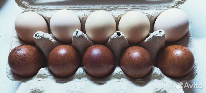 Инкубационное яйцо. Мараны, Утки