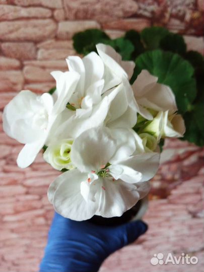 Пеларгония герань