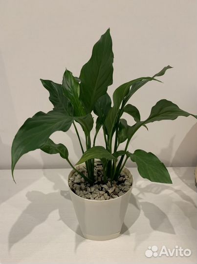 Спатифиллум